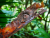 Cinq nouvelles espèces de vers de terre arboricoles découvertes en Martinique
