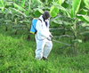 Application d’un pesticide avec un applicateur à dos en bananeraie©Cirad