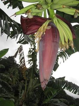 Banane plantain©Cirad