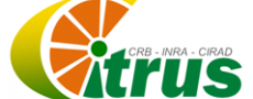 Logo Citrus