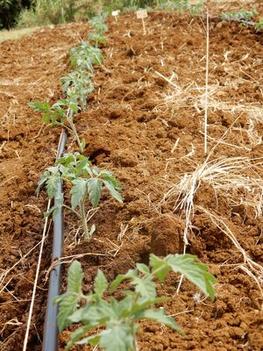 Essai plantation tomates ©Cirad