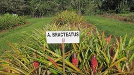 Ananas Bracteatus © Cirad