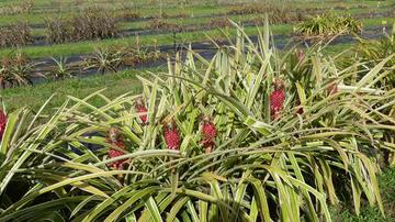 Conservation de variétés et espèces d'ananas au champ © Cirad Martinique