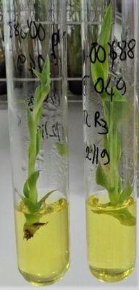 Conservation de variétés et espèces d'ananas in vitro © Cirad